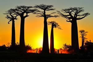 Avenue of the Baobabs